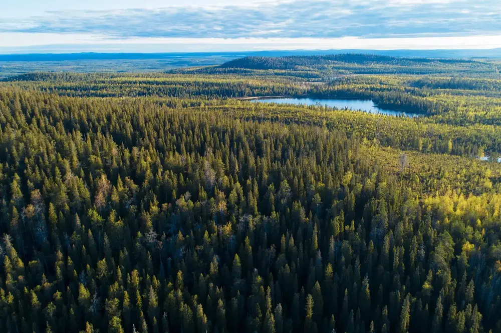 20-049-Forest-land_Finland_Karl-Adami-1536x1024