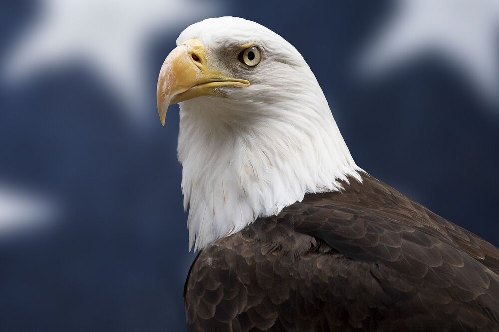 american-bald-eagle-head-in-front-of-american-flag-950701786-5b85581346e0fb0025e00b06