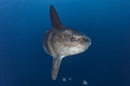 mola_mola_NOOA.6f37805.width-1200.ab7b7c6