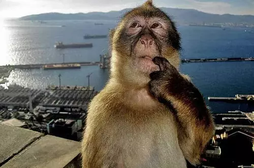 Monke