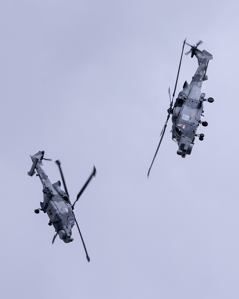 Wildcat (9 of 1)