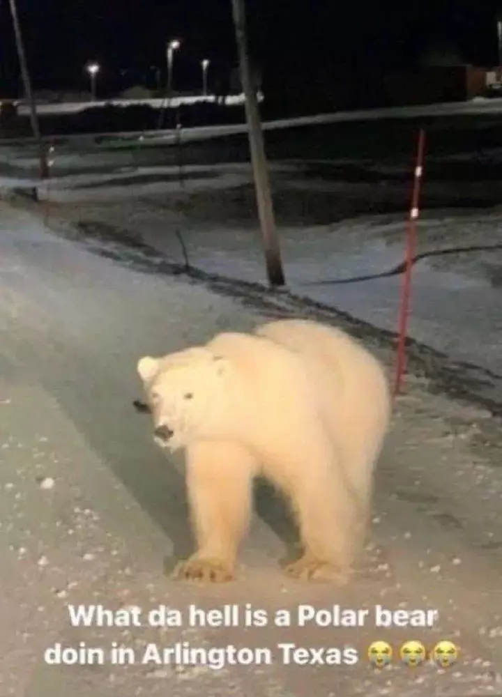 what-da-hell-is-a-polar-bear-doing-in-arlington-texas-v0-ryja987uojbd1