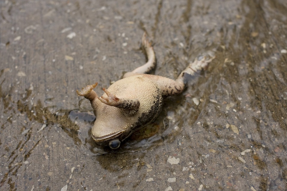 croak