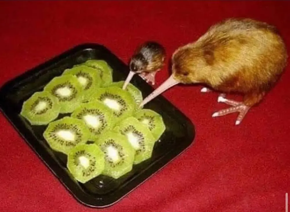 how-many-kiwis-can-a-kiwi-eat-if-a-kiwi-could-eat-kiwis-v0-d7h9cggdgxud1