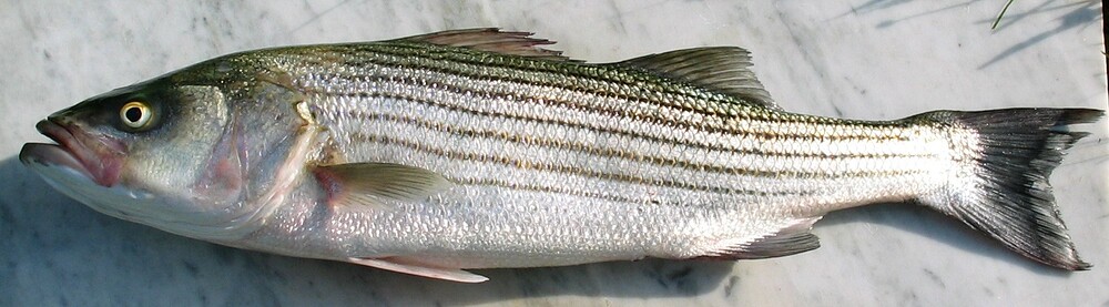 StripedBass