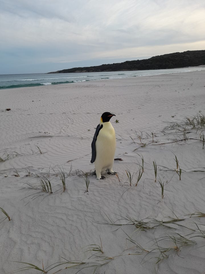76211182007-emperor-penguin-2