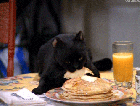 cat-with-pancakes-gif