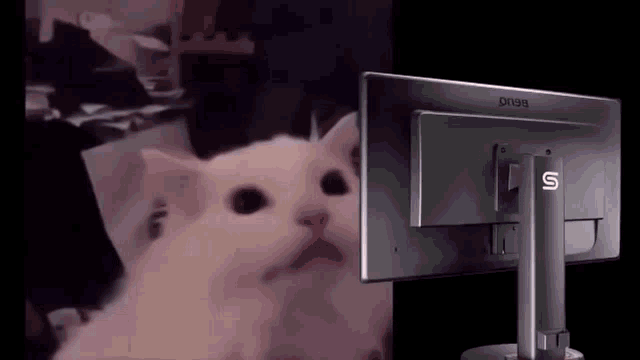 cat-blind-flashbang-light-mode