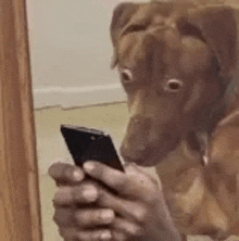 dog-shocked-looking-at-phone