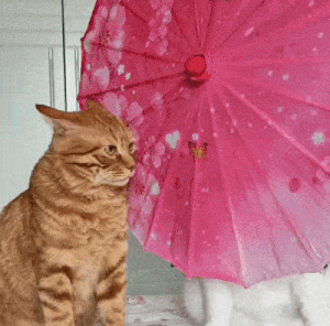 cat-cat-meme