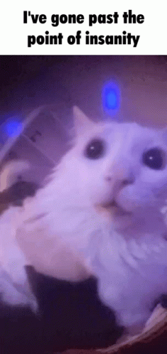 cat-insane