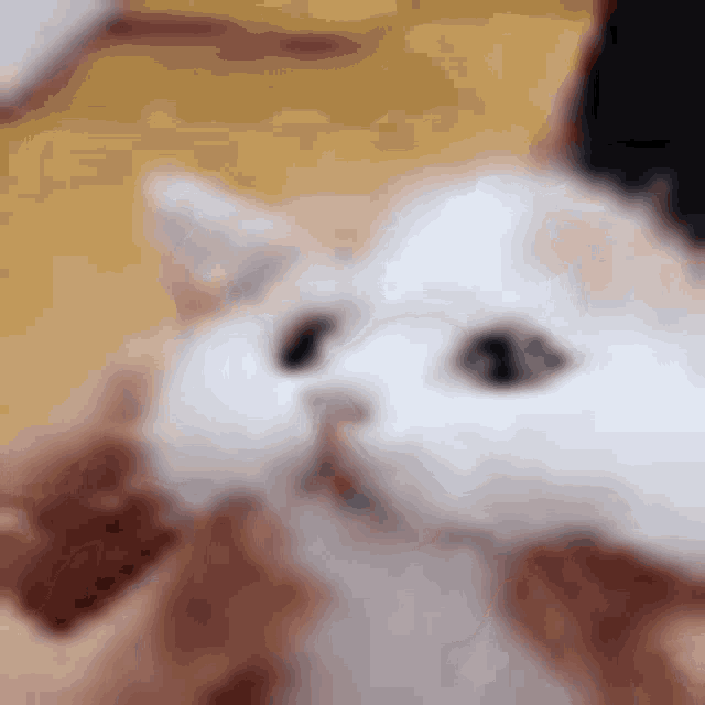 more katttttttttttttttt