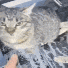 cattttt