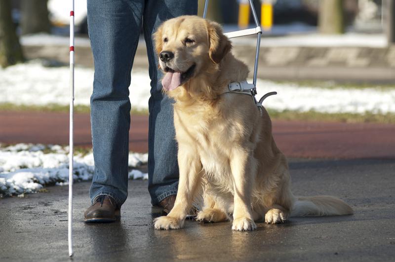 Currently-the-VA-only-offers-veterinary-care-for-guide-and-services-dogs-helping-the-blind-hard-of-hearing-and-physically-disabled_79_40177298_0_14094130_800