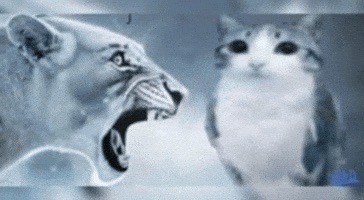 FC660E6B-034C-4FA4-8E24-523A0720E9A0_4_5005_c