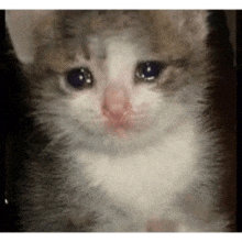 cat-cry
