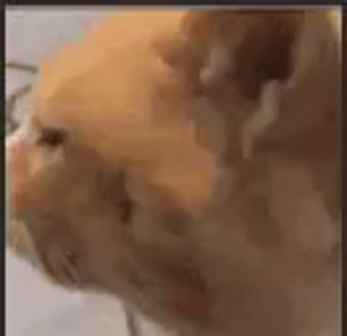 wtff-cat-confused-orange