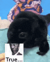 seal-black-seal