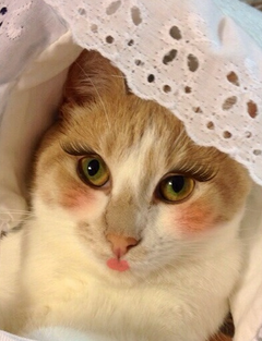 Screenshot 2026-02-09 230653