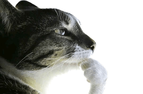 cat-pondering-cat