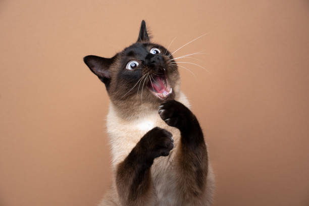Cat photo