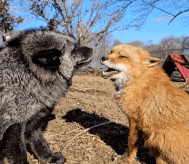 fox-kisses
