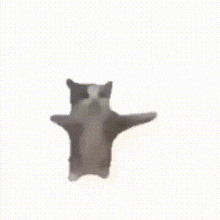 baby-cat-dancing-png
