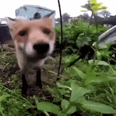 fox-sniff-fox-sniff-fast