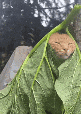 cat-leaf