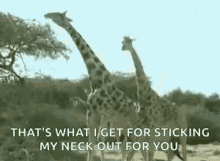 animals-giraffes