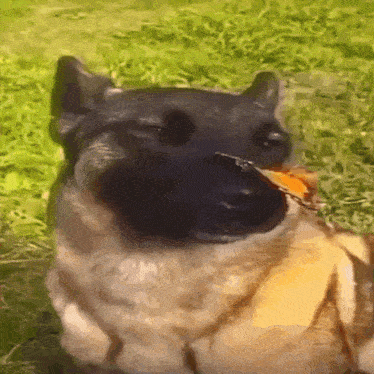 dog-with-butterfly-dog-butterfly-meme