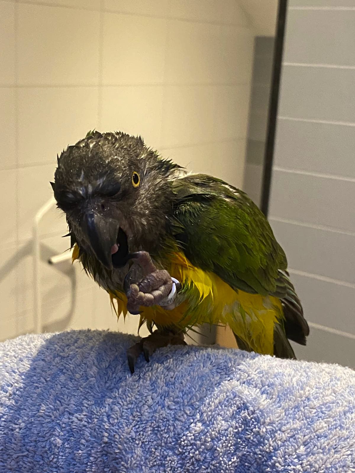Wet Birdie