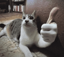 tamm-cat