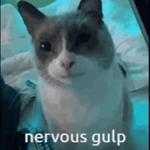 cat-scared