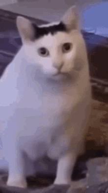 huh-cat-huh-m4rtin (1)