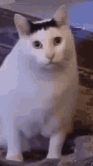 huh-cat-huh-m4rtin