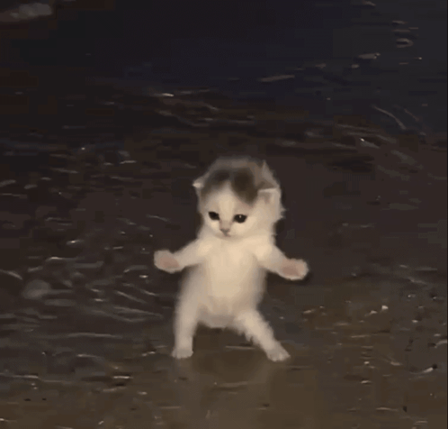 cat-cat-dance