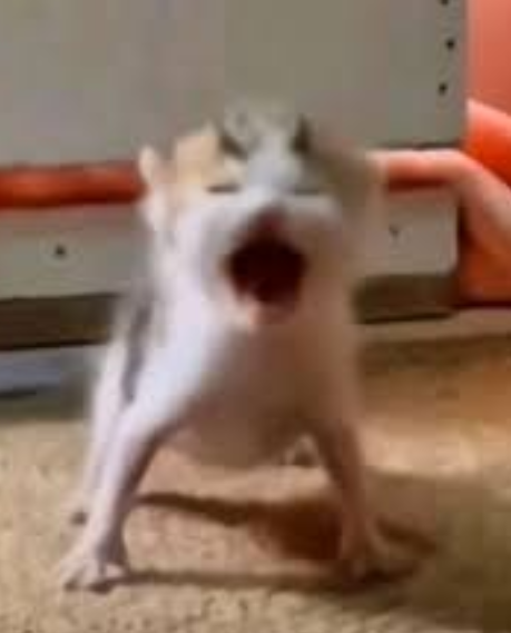 Screenshot 2026-02-04 113636