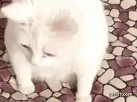 cat-meme-face-cat-meme