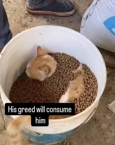 17633122884606260491188791692119