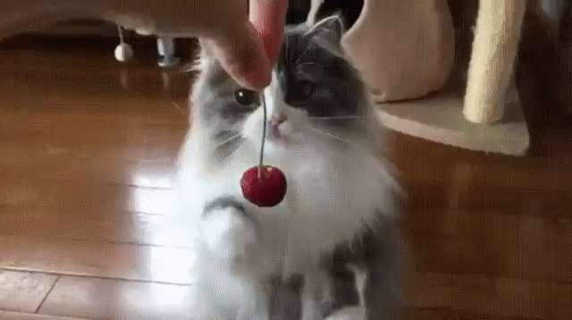 cherry