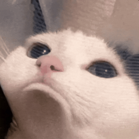 sad cat