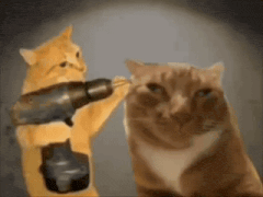 drilling-cat