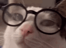 nerd-catnerd