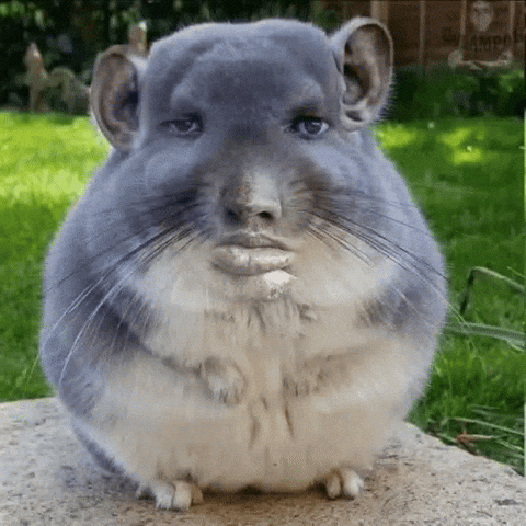 17796446425282549098556717346714