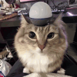 sound-the-car-alarm-cat