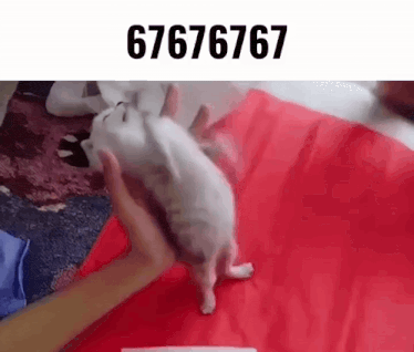 67-cat